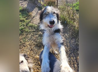 HARLEEN ♥ - Gerettet aus Horror Tötung Slatina, Ostern'22