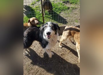 HARLEEN gerettet aus Horror Tötung von Slatina,  Ostern'22