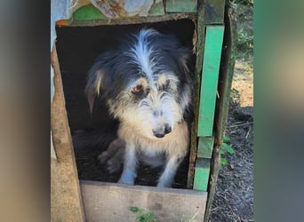 HARLEEN ♥ - Gerettet aus Horror Tötung Slatina, Ostern'22