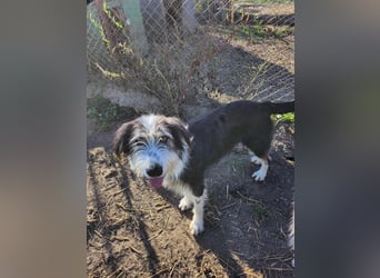 HARLEEN gerettet aus Horror Tötung von Slatina,  Ostern'22