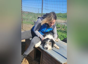 HARLEEN ♥ - Gerettet aus Horror Tötung Slatina, Ostern'22