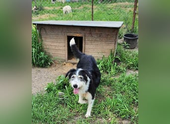 HARLEEN ♥ - Gerettet aus Horror Tötung Slatina, Ostern'22