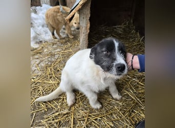 Stella - ist noch so jung