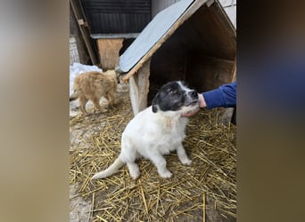 Stella - ist noch so jung