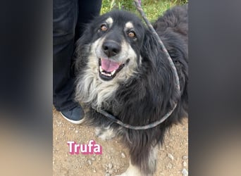Trufa, 03/19 - süßes Wuschel wartet in 64646 Heppenheim auf Besuch