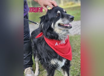 Trufa, 03/19 - süßes Wuschel wartet in 64646 Heppenheim auf Besuch
