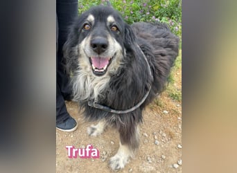 Trufa, 03/19 - süßes Wuschel wartet in 64646 Heppenheim auf Besuch