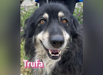 Trufa, 03/19 - süßes Wuschel wartet in 64646 Heppenheim auf Besuch