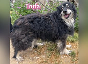 Trufa, 03/19 - süßes Wuschel wartet in 64646 Heppenheim auf Besuch