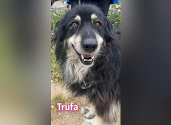 Trufa, 03/19 - süßes Wuschel wartet in 64646 Heppenheim auf Besuch