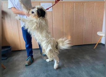 Jagger , wuschelig und lieb