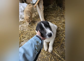 Stella - ist noch so jung