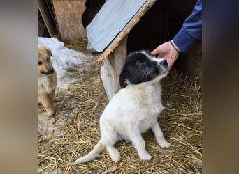 Stella - ist noch so jung