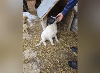 Stella - ist noch so jung