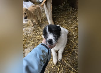 Stella - ist noch so jung