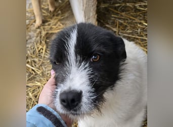 Stella - ist noch so jung