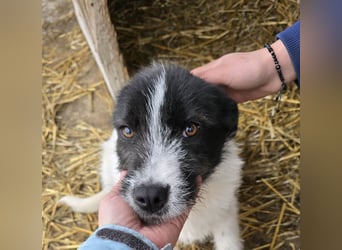 Stella - ist noch so jung