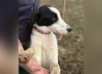 Aniol ein wundervoller Engel