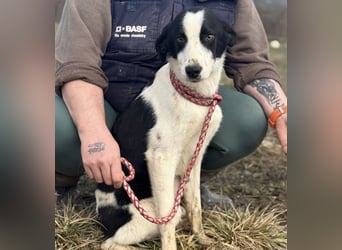 Aniol ein wundervoller Engel