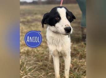 Aniol ein wundervoller Engel