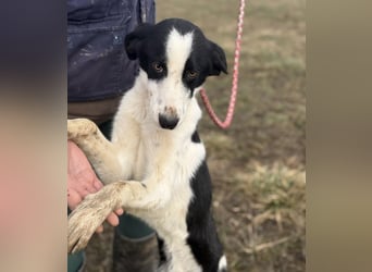 Aniol ein wundervoller Engel