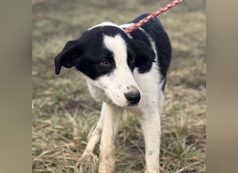 Aniol ein wundervoller Engel