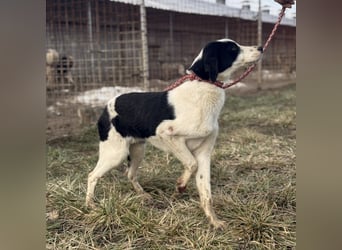 Aniol ein wundervoller Engel