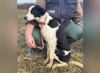 Aniol ein wundervoller Engel