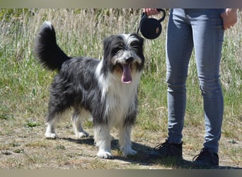 TIMO ca. 4,5 J. cooler Bearded-Colliemix-Rüde, Familienhund