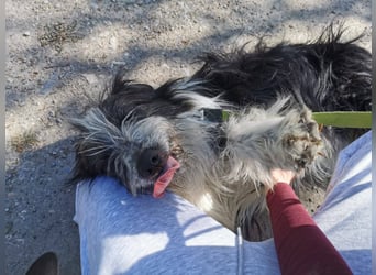 TIMO ca. 4,5 J. cooler Bearded-Colliemix-Rüde, Familienhund