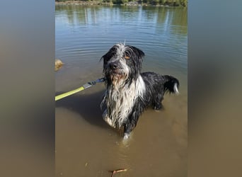 TIMO ca. 4,5 J. cooler Bearded-Colliemix-Rüde, Familienhund