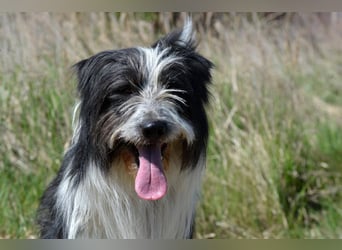 TIMO ca. 4,5 J. cooler Bearded-Colliemix-Rüde, Familienhund