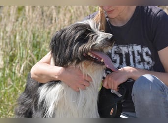 TIMO ca. 4,5 J. cooler Bearded-Colliemix-Rüde, Familienhund