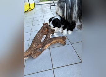 Bearded Collie Welpe Hoss such nette Familie