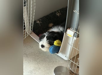 Bearded Collie Welpe Hoss such nette Familie