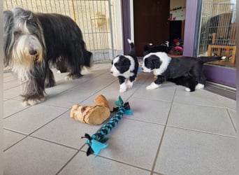 Bearded Collie Welpe Hoss such nette Familie