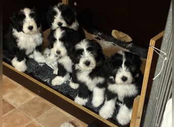Bearded Collie Welpe Hoss such nette Familie
