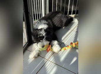 Bearded Collie Welpe Hoss such nette Familie