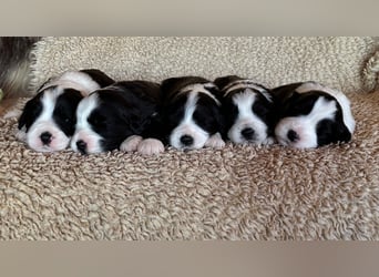 Bearded Collie Welpe Hoss such nette Familie