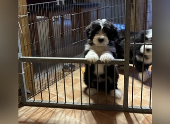 Bearded Collie Welpe Hoss such nette Familie