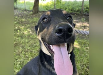 Buddy ein freundlicher Lebensliebender