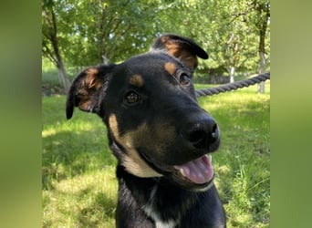 Buddy ein freundlicher Lebensliebender