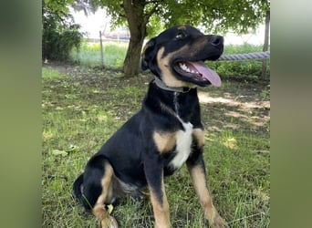 Buddy ein freundlicher Lebensliebender