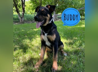 Buddy ein freundlicher Lebensliebender