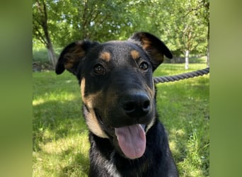 Buddy ein freundlicher Lebensliebender
