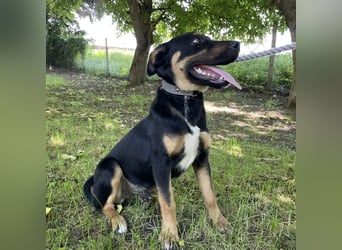 Buddy ein freundlicher Lebensliebender