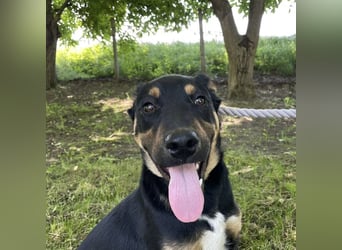 Buddy ein freundlicher Lebensliebender
