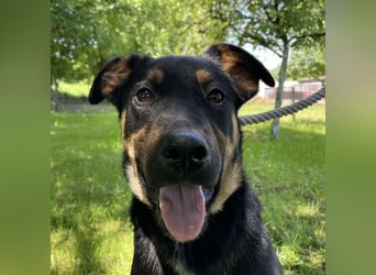 Buddy ein freundlicher Lebensliebender