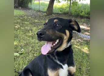 Buddy ein freundlicher Lebensliebender