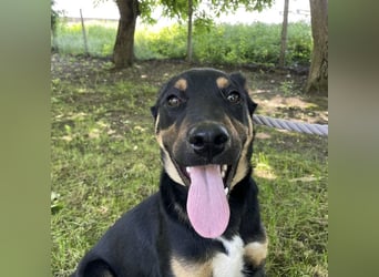 Buddy ein freundlicher Lebensliebender